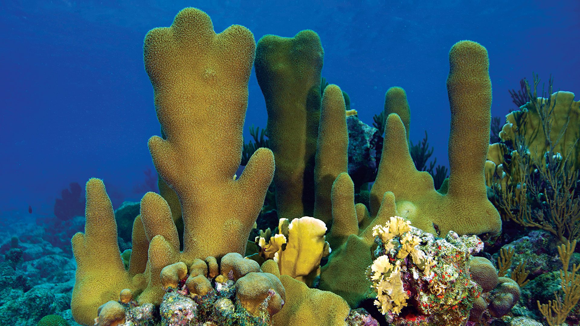 Coral Reef Animals And Plants