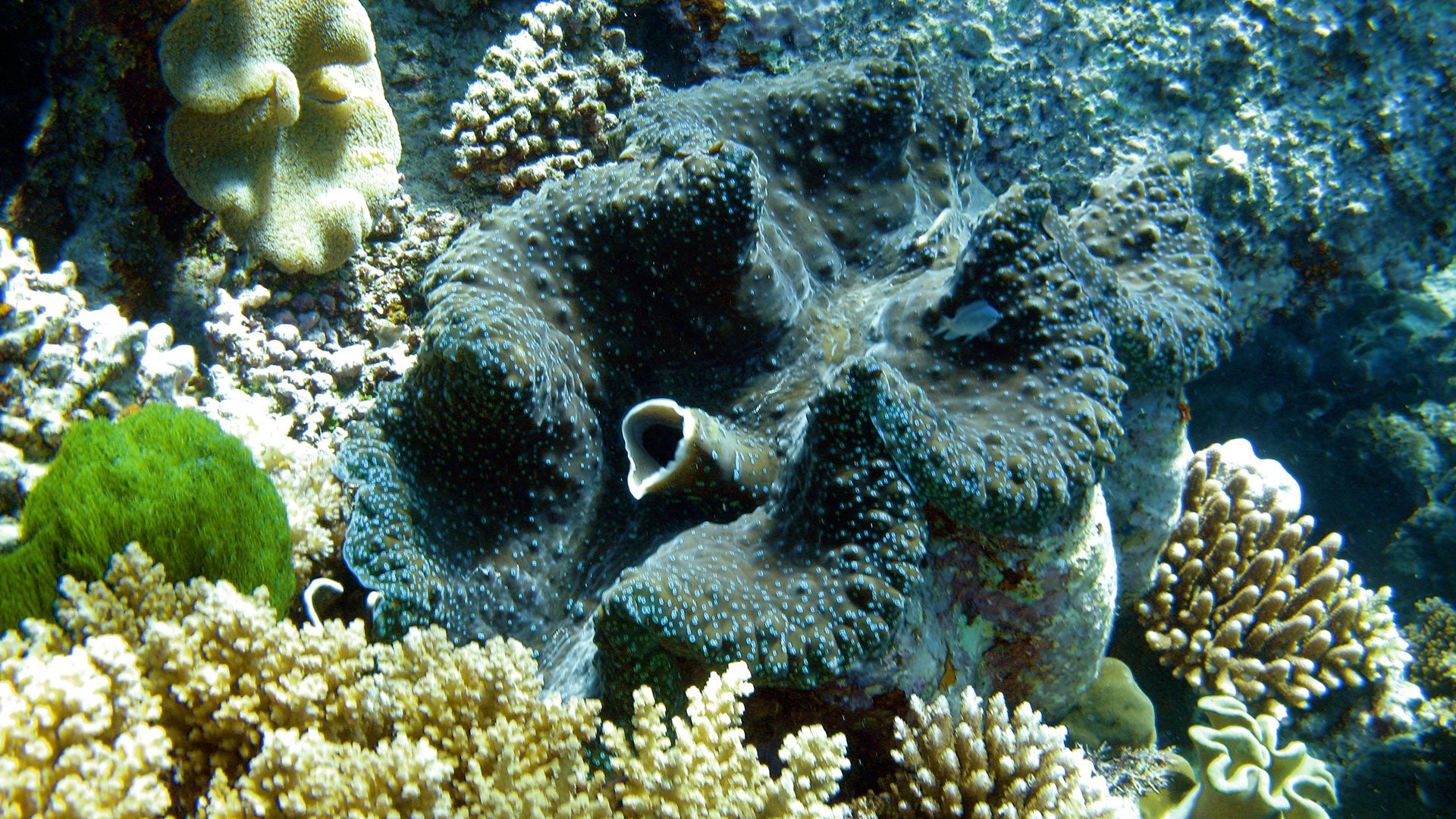 Coral Reef Plants And Animals