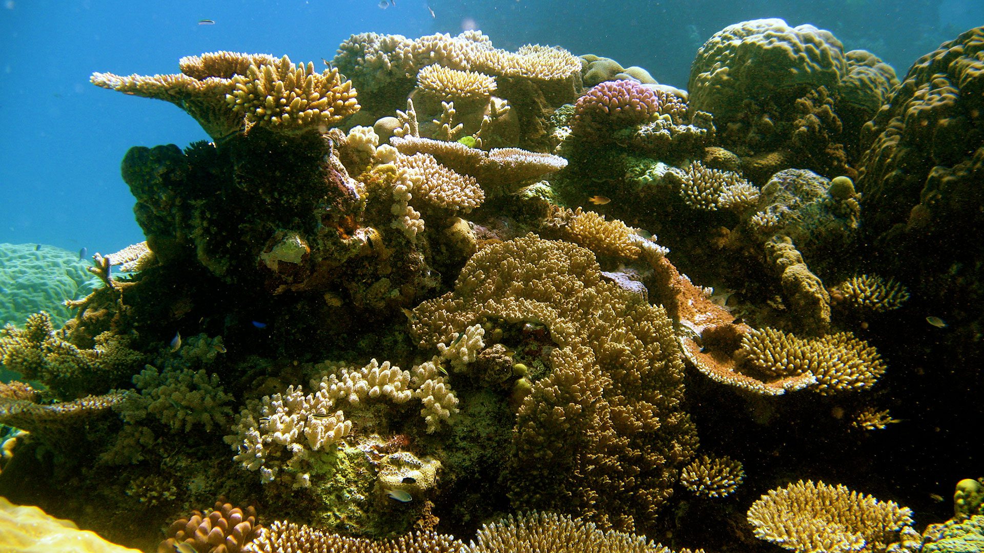 Are corals plants, animals, or rocks? - Woods Hole Oceanographic Institution