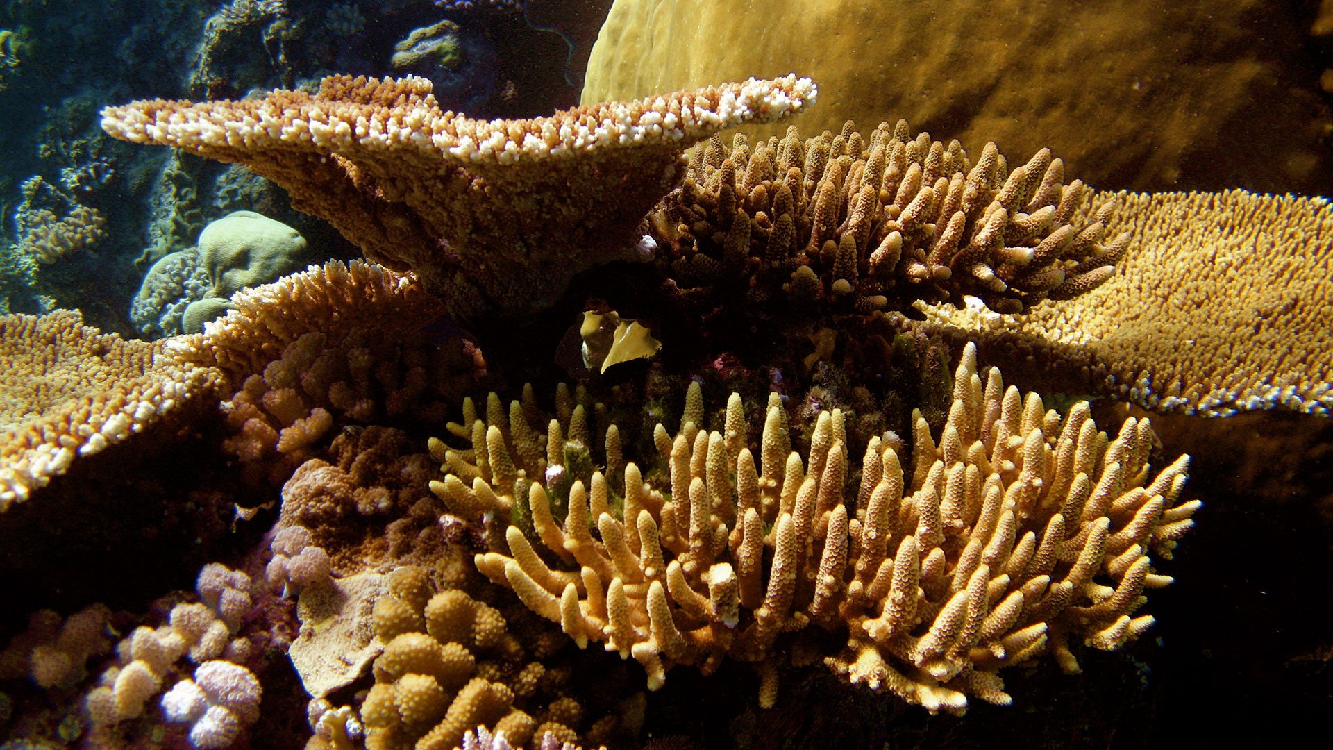 Coral Reef Animals And Plants Coral Reef Animals And Plants