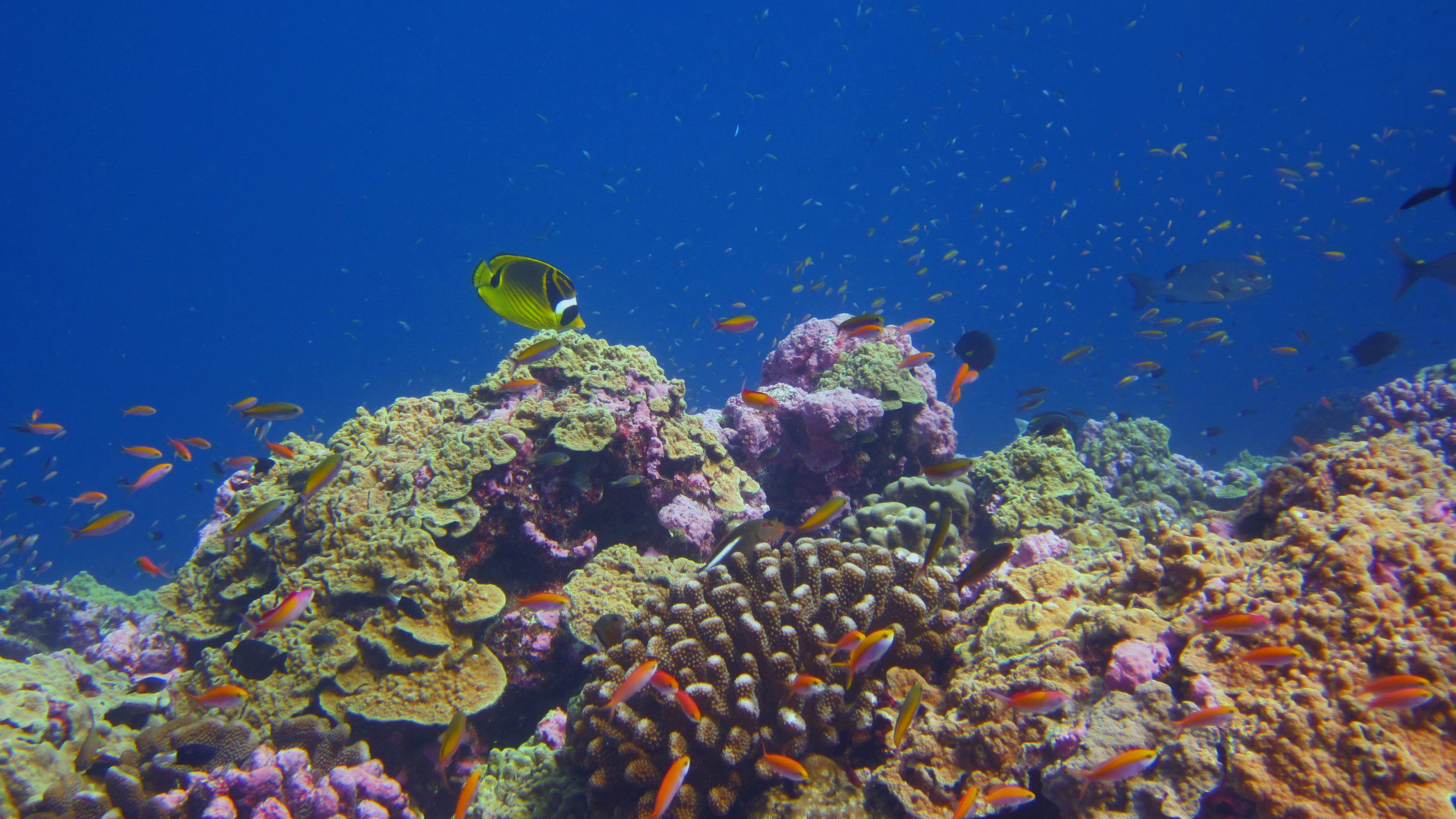 Sharing corals for science  Smithsonian National Museum of