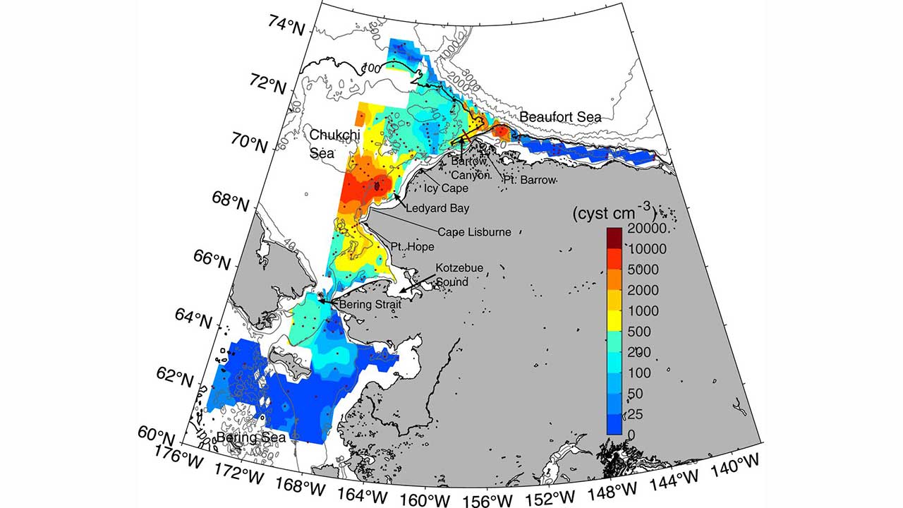 Location of dense beds of Alexandrium cysts (red) in the seafloor of Ledyard Bay and east of Pt. Barrow. (Anderson, et al., 2021)