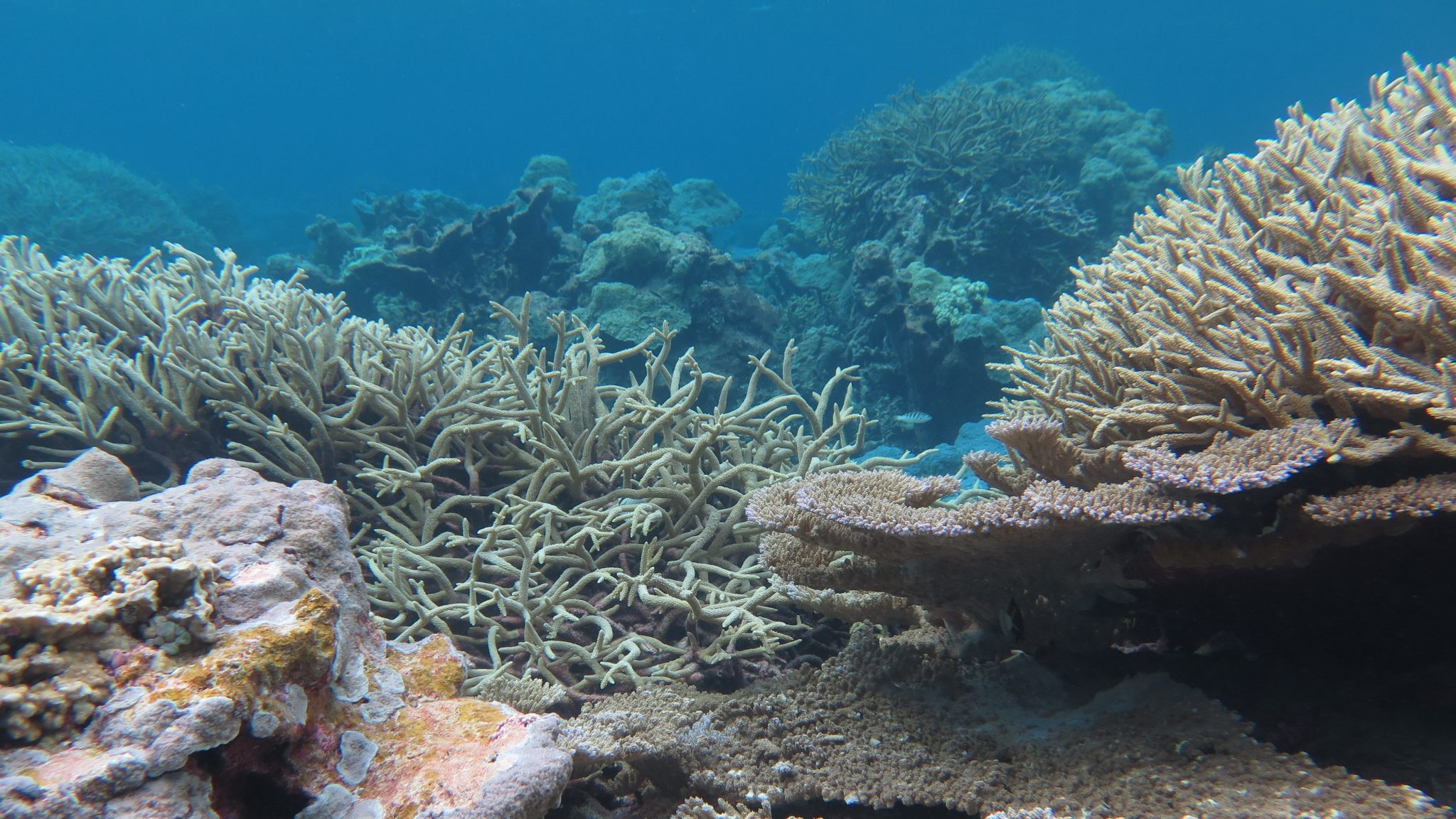 “Digital Reefs” awarded $5 million