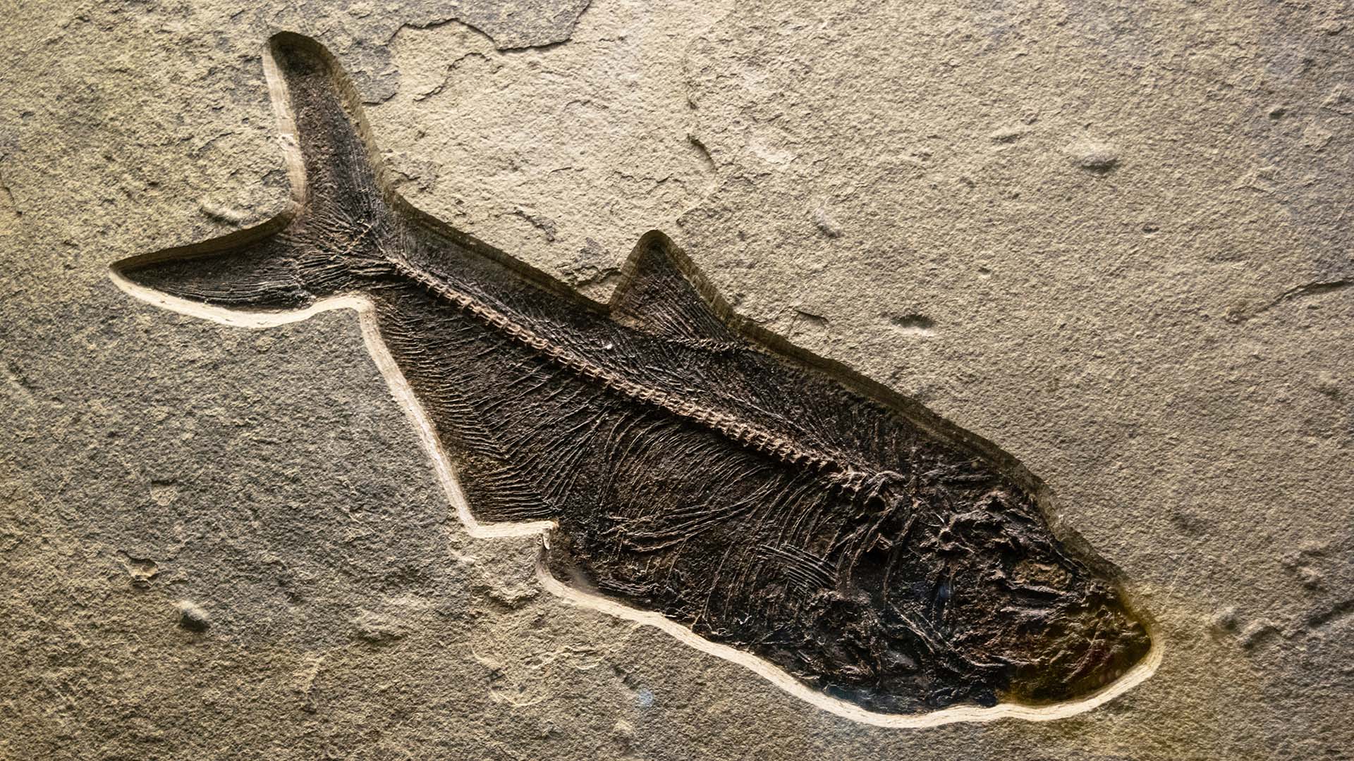 Extinct Fish Species That Predates Dinosaurs Found in Indian Ocean