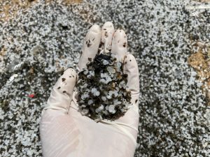Newswise: Study Outlines Challenges to Ongoing Clean-up of Burnt and Unburnt Nurdles Along Sri Lanka’s Coastline
