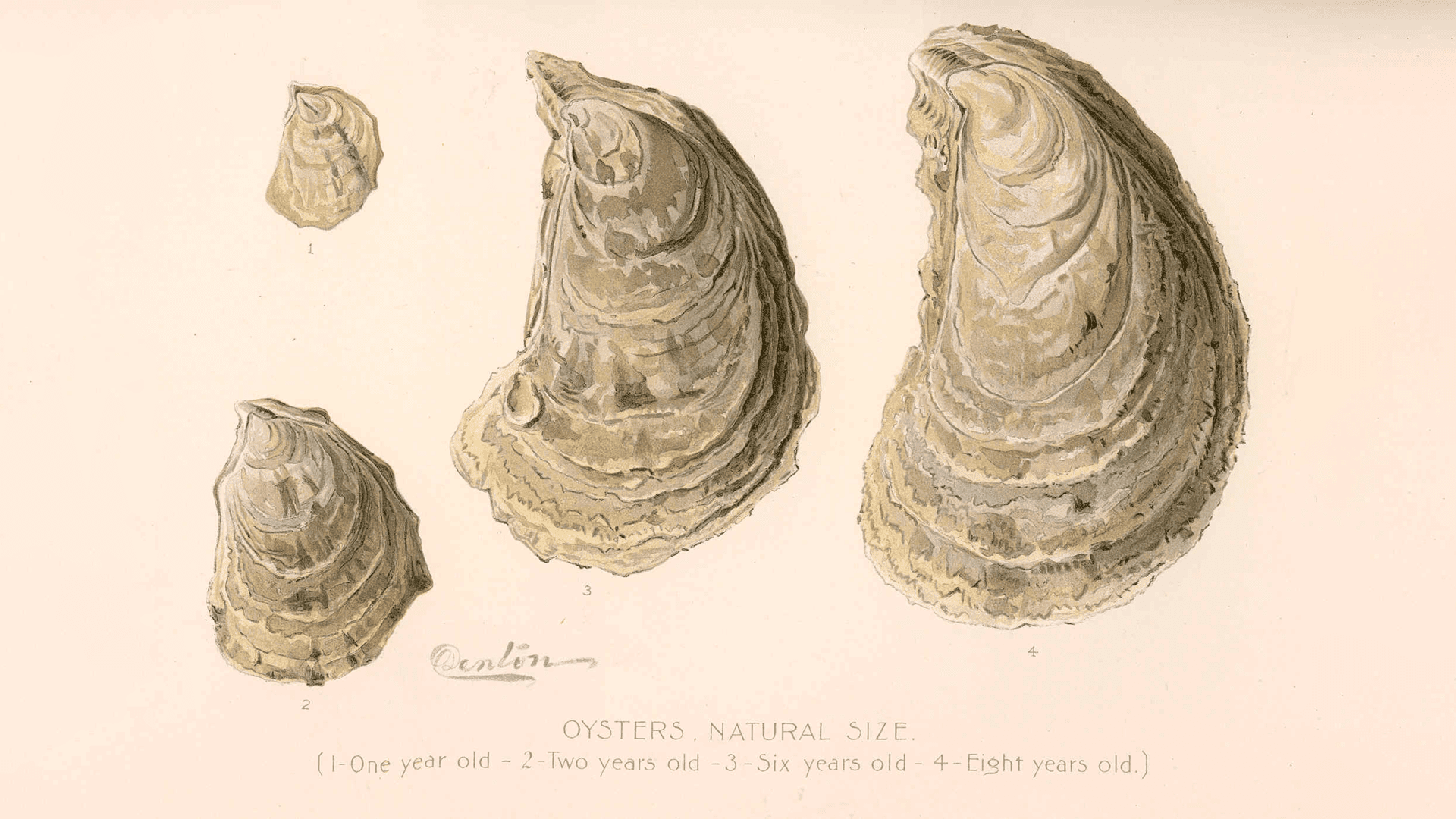 "Oysters," Second Annual Report of the Commissioners of Fisheries, Game and Forests of the State of New York, Printed by Wynkoop Hallenbeck Crawford Company, 1896.