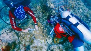 Leslie Henderson and Blake Gardner, divers with the C.O.R.E. St. Croix Coral Strike Team, use syringes to apply an amoxicillin paste to a section of affected pillar coral off the coast of St. Croix. (Photo by Jason Quetel, © VI-DAC)