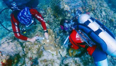Leslie Henderson and Blake Gardner, divers with the C.O.R.E. St. Croix Coral Strike Team, use syringes to apply an amoxicillin paste to a section of affected pillar coral off the coast of St. Croix. (Photo by Jason Quetel, © VI-DAC)