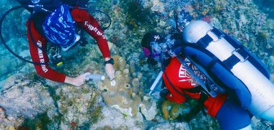 Leslie Henderson and Blake Gardner, divers with the C.O.R.E. St. Croix Coral Strike Team, use syringes to apply an amoxicillin paste to a section of affected pillar coral off the coast of St. Croix. (Photo by Jason Quetel, © VI-DAC)
