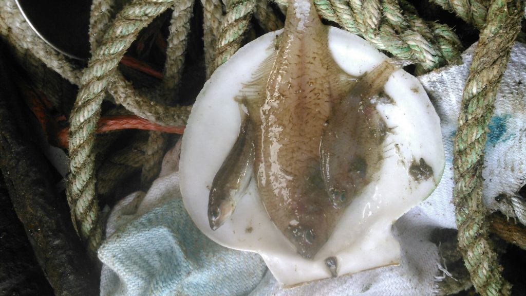 Gulf Stream flounder and Black Sea bass caught near Block Island, RI. An unusual catch, but the reason it was found so far up north is likely due to a warm water intrustion caused by ocean eddies and wind, explained in a new WHOI-led study.
Image credit: Mike Marchetti (inshore scallop fisherman)