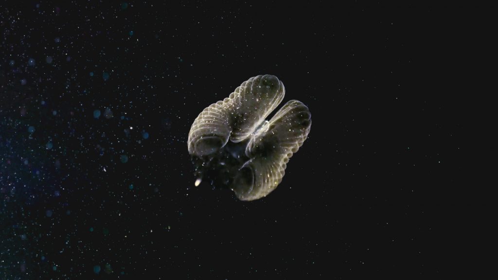 larvacrean