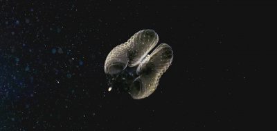 larvacrean
