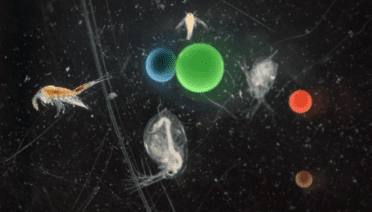 A microscope image of biological specimens used alongside similarly sized microplastic beads. The organisms pictured here are all crustaceans. The size ranges were matched to show that the sensor could tell plastics and organisms apart independently of their size. WHOI and Triple Ring Technologies are collaborating to move forward with designing and engineering the fieldable microplastics sensor to offer a widespread assessment of microplastic pollution. Credit: Beckett Colson