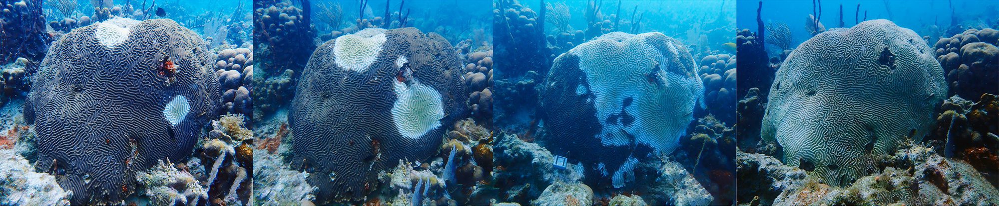 A time series shows the swift progression of stony coral tissue loss disease on a boulder brain coral colony (Colpophyllia natans) in the U.S. Virgin Islands. (Photo courtesy of Sonora Meiling, © The University of the Virgin Islands)