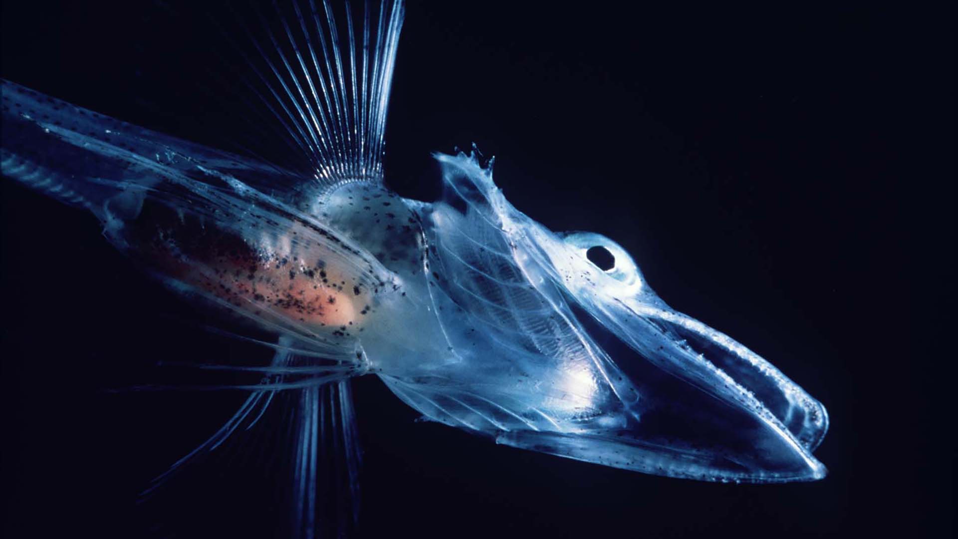 There are over 16 species of icefish that use a type of antifreeze protein to stay alive in their freezing polar habitat. (Photo courtesy of Wikimedia Commons)