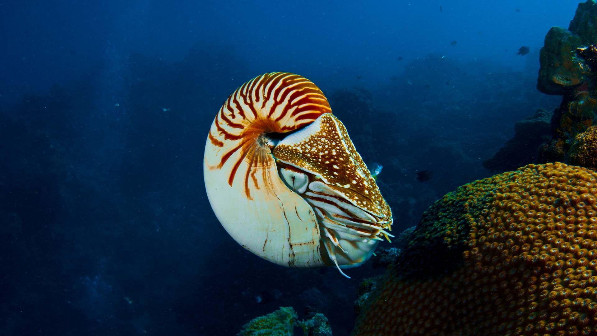 The chambered nautilus has a specialized siphon that it uses to propel itself through the water (© Getty Images)