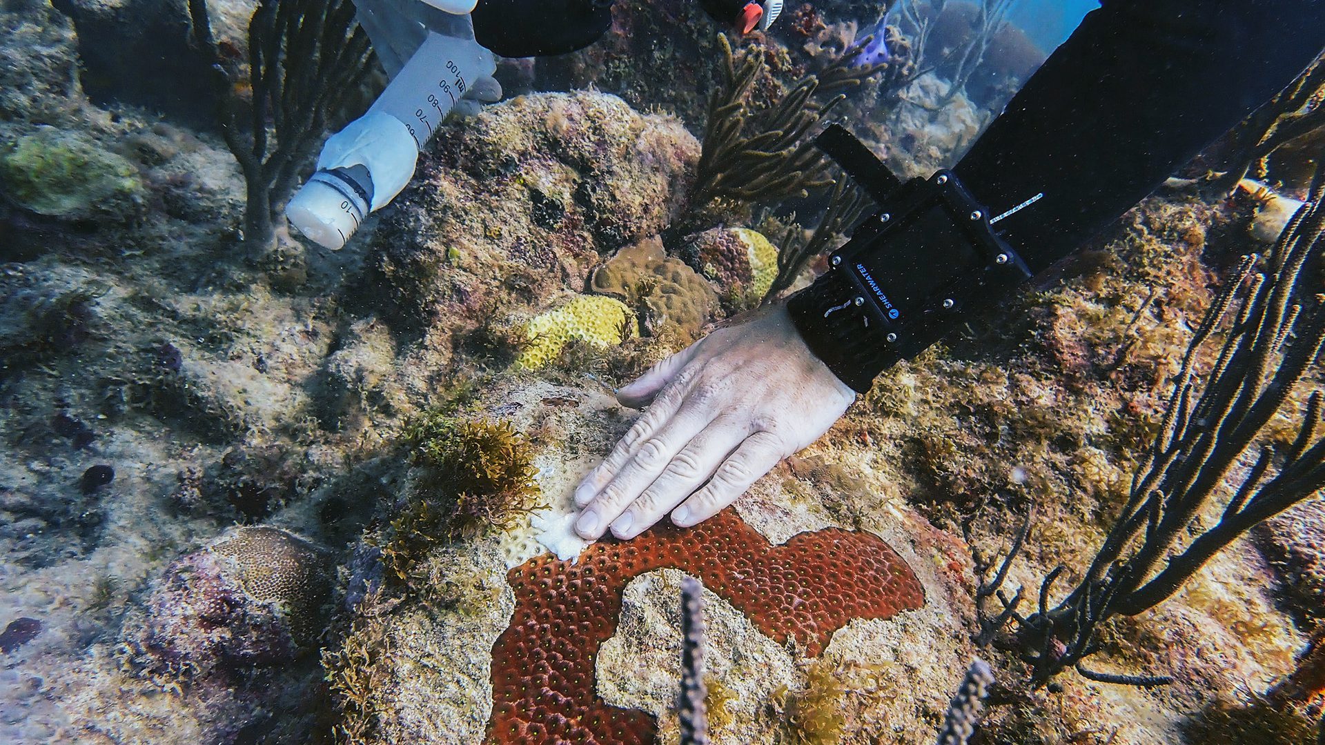 University of the Virgin Islands graduate student Brad Arrington applies an amoxicillin paste to stop further tissue loss on an infected coral. (Photo courtesy of Sonora Meiling, © University of the Virgin Islands)