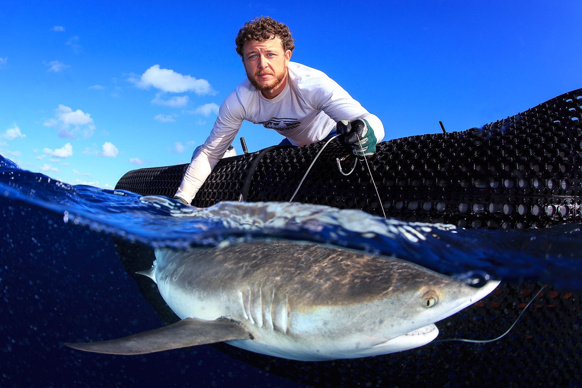 tagging a shark