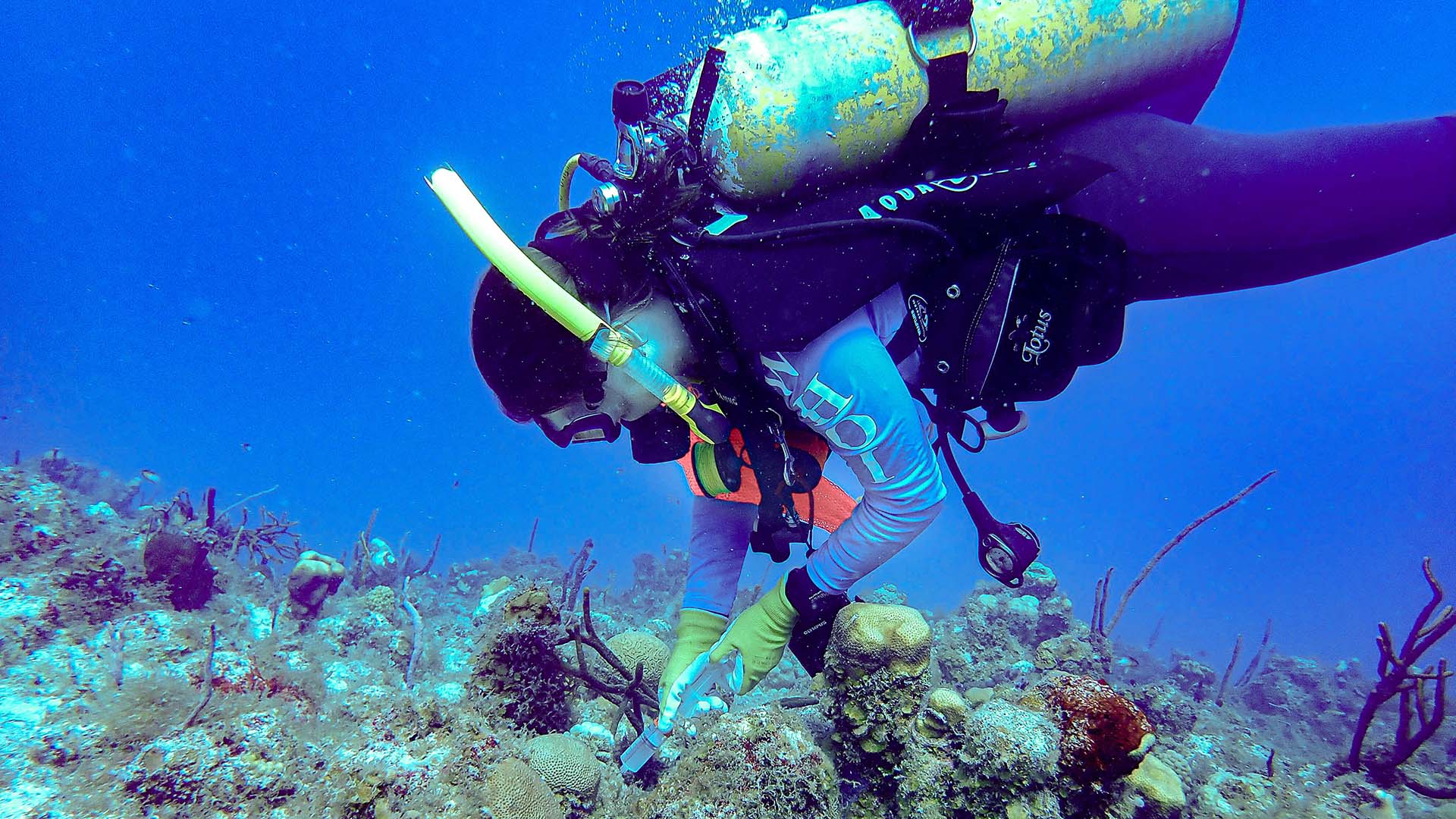 Cynthia Becker takes a water sample over a diseased coral near St. Thomas in the U.S. Virgin Islands in 2020. (Photo courtesy of Amy Apprill, © Woods Hole Oceanographic Institution)