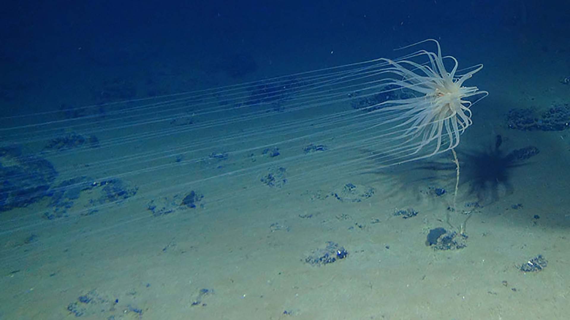 Relicanthus sp.-a new species from a new order of Cnidaria collected at 4,100 meters in the Clarion-Clipperton Fracture Zone (CCZ) that lives on sponge stalks attached to nodules. (Image courtesy of Craig Smith and Diva Amon, ABYSSLINE Project, NOAA)