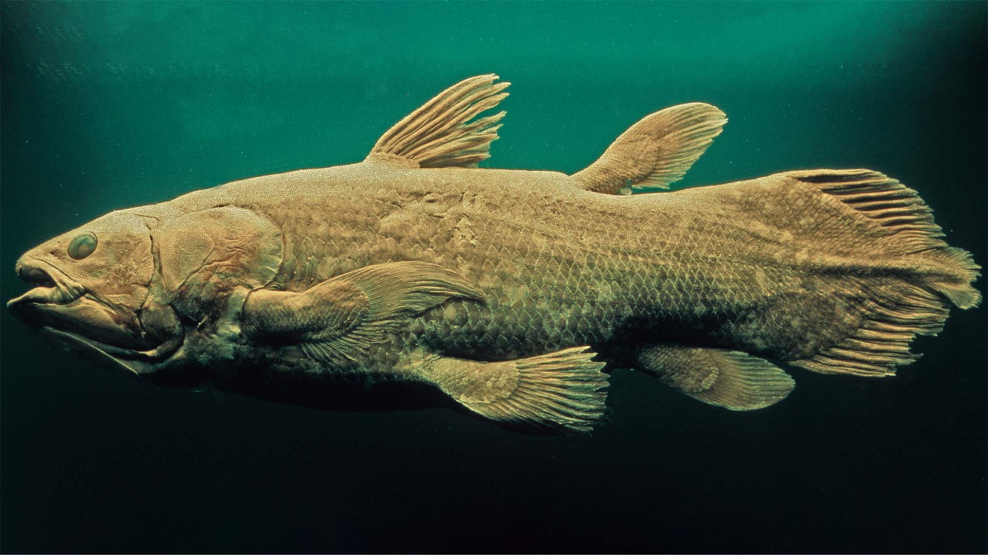 Thanks to their limb-like fins, coelacanths are actually more closely related to reptiles, amphibians, and mammals than they are to fish. (© Getty Images)