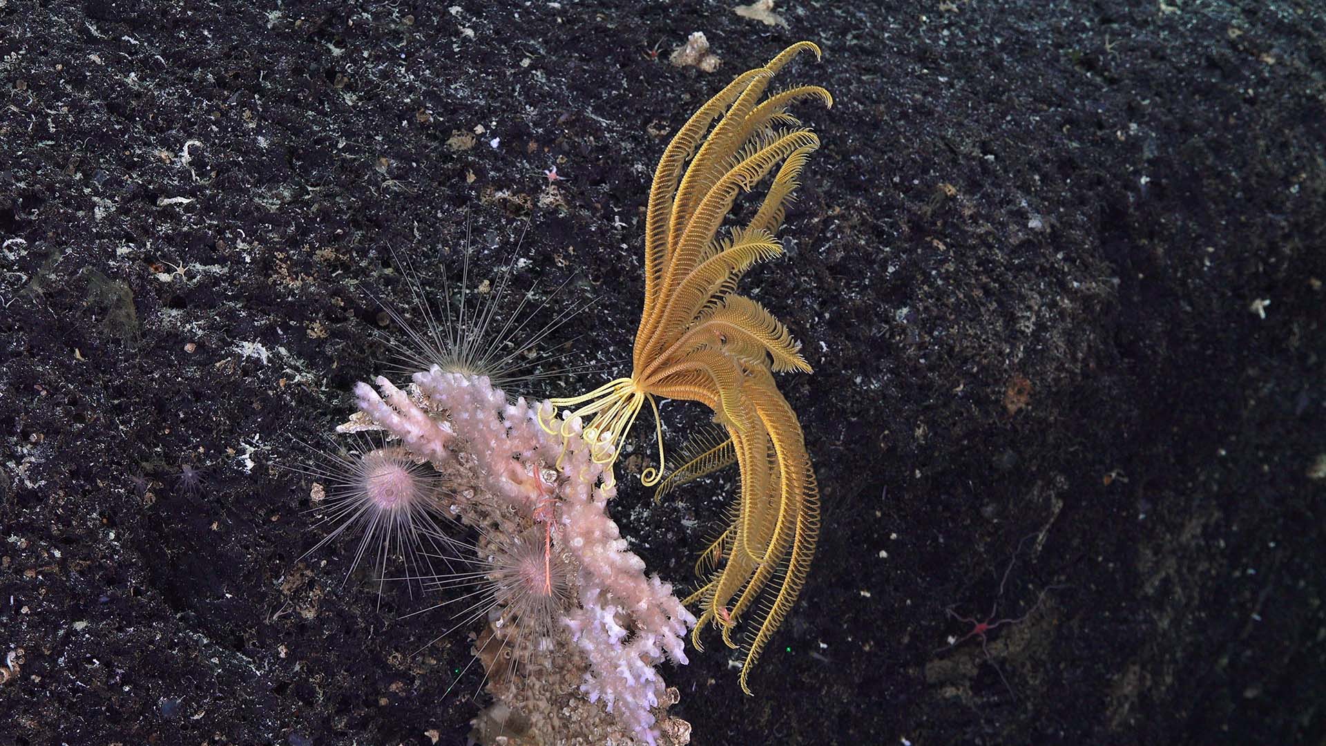 A sea lily or crinoid (one element of the symbiotic pair mentioned below) is spotted clinging to deep-sea coral on a 2017 expedition to the Phoenix Islands Protected Area. (Photo courtesy of Tim Shank, © Woods Hole Oceanographic Institution)