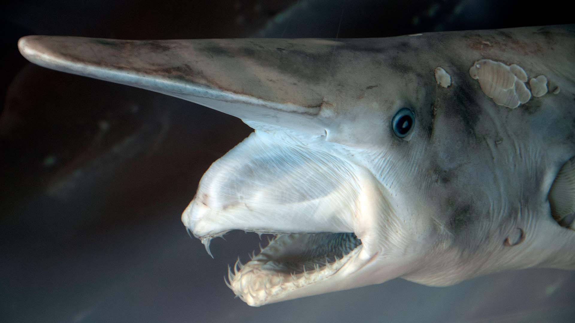 The goblin shark (Mitsukurina owstoni) has a extendible jaw, capable of snatching up passing prey (© Alamy) 