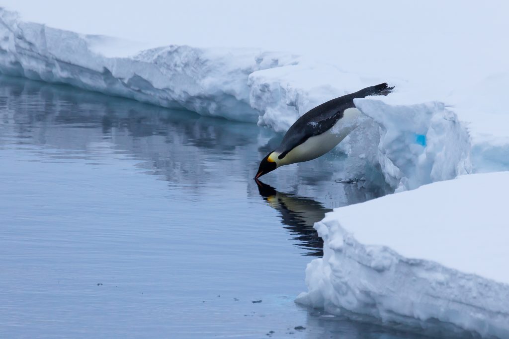 An emperor penguin dives into the Antarctic water. (Photo by Peter Kimball, ©Woods Hole Oceanographic Institution.)