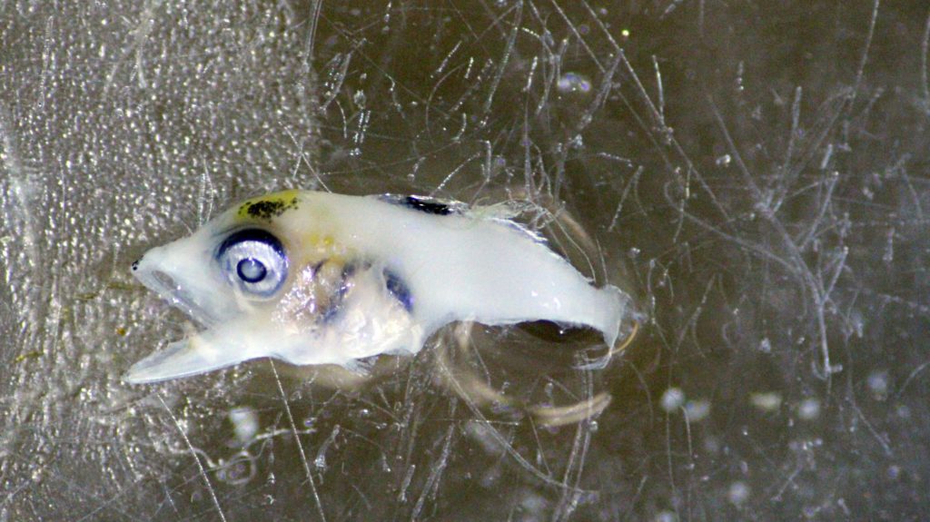 Bluefin tuna are the largest of all tuna species - adults can reach ten feet in length and weigh more than a thousand pounds. But they start out small, as 2- to 3-millimeter-long larvae. This one was caught by Chrissy Hernandez in the Slope Sea, a region of the Atlantic Ocean between the between the U.S. continental shelf and the Gulf Stream farther offshore. The area is a newly-recognized spawning ground for western Atlantic bluefin tuna - more good news for a species whose population in the Gulf of Mexico is sustainably managed with a limited harvest. Photo by Chrissy Hernandez © Woods Hole Oceanographic Institution