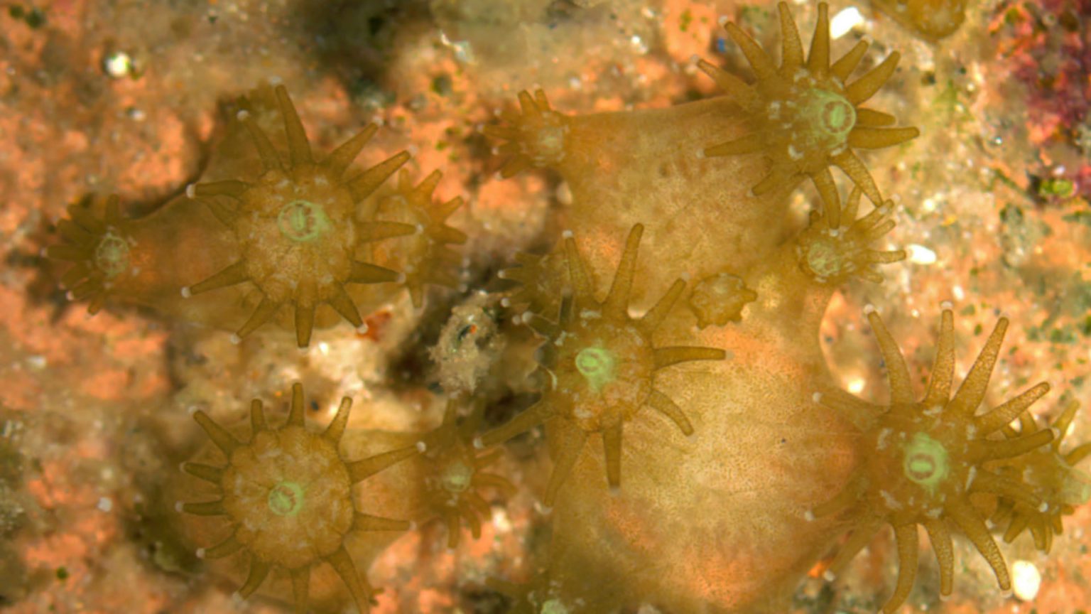 Did you know: How do corals form colonies?