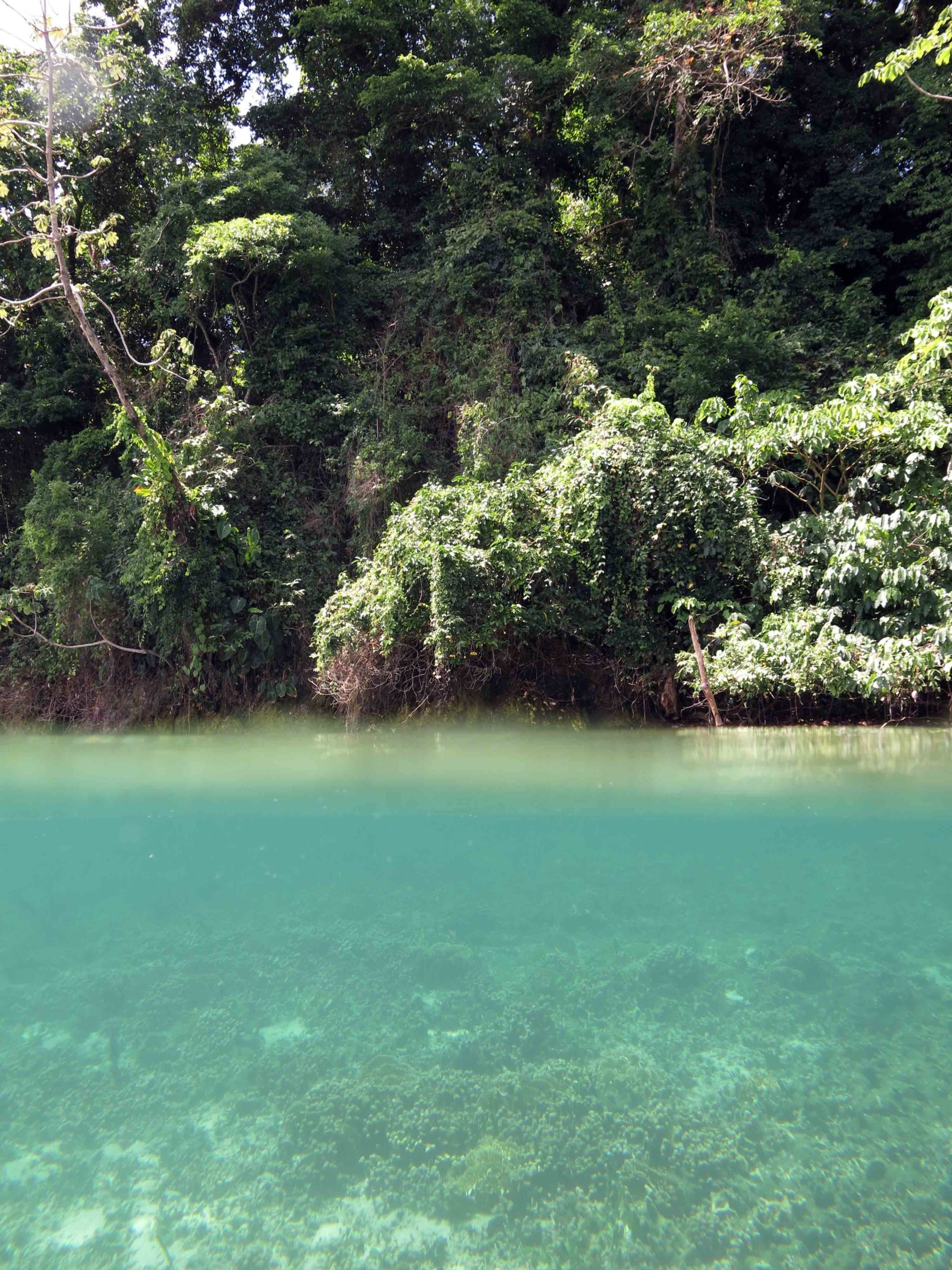 A murky stream of hypoxic water is visible just below the surface at Cayo Roldan, a shallow-water reef in Almirante Bay, Panama, in 2017. (Photo courtesy of Maggie Johnson)