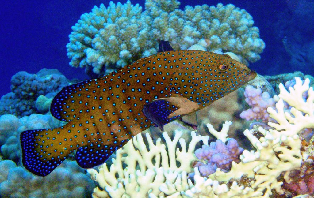 Reef Fish - Woods Hole Oceanographic Institution