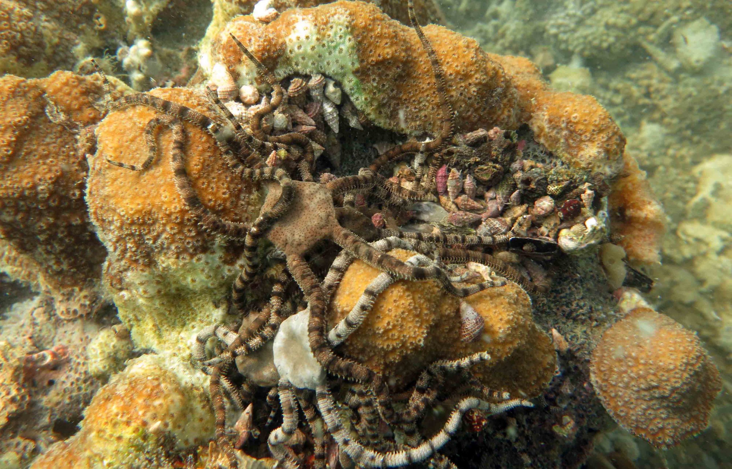 These brittle stars climbed onto coral in an attempt to reach oxygen during a hypoxia event off the coast of Panama in 2017. Normally they would be hiding during the day. (Photo courtesy of Maggie Johnson)