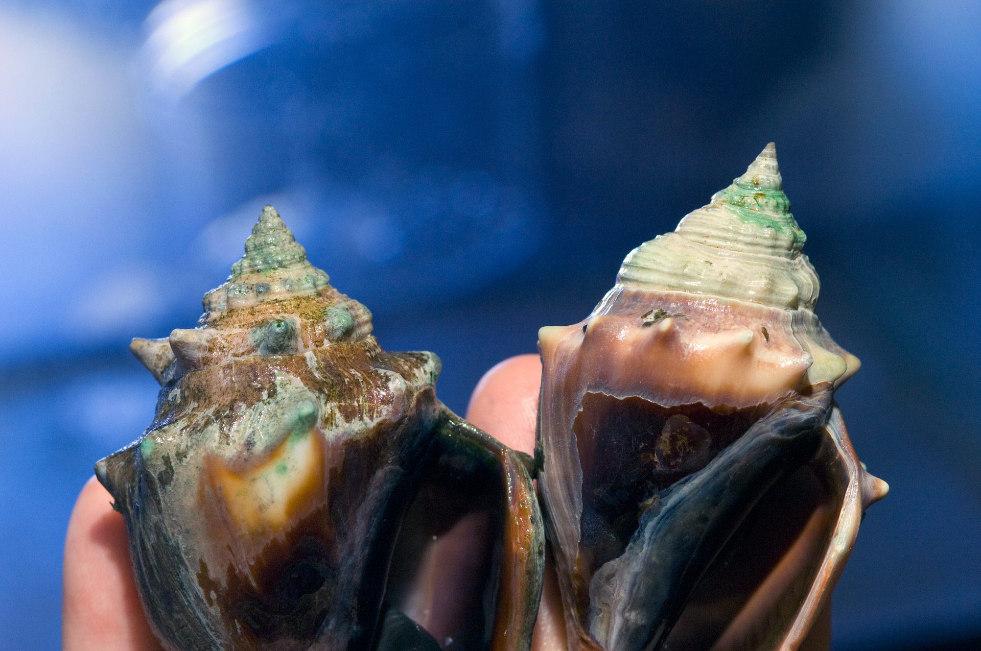Two conchs grown in a WHOI lab to determine how higher CO2 levels in sea water and effects animals.