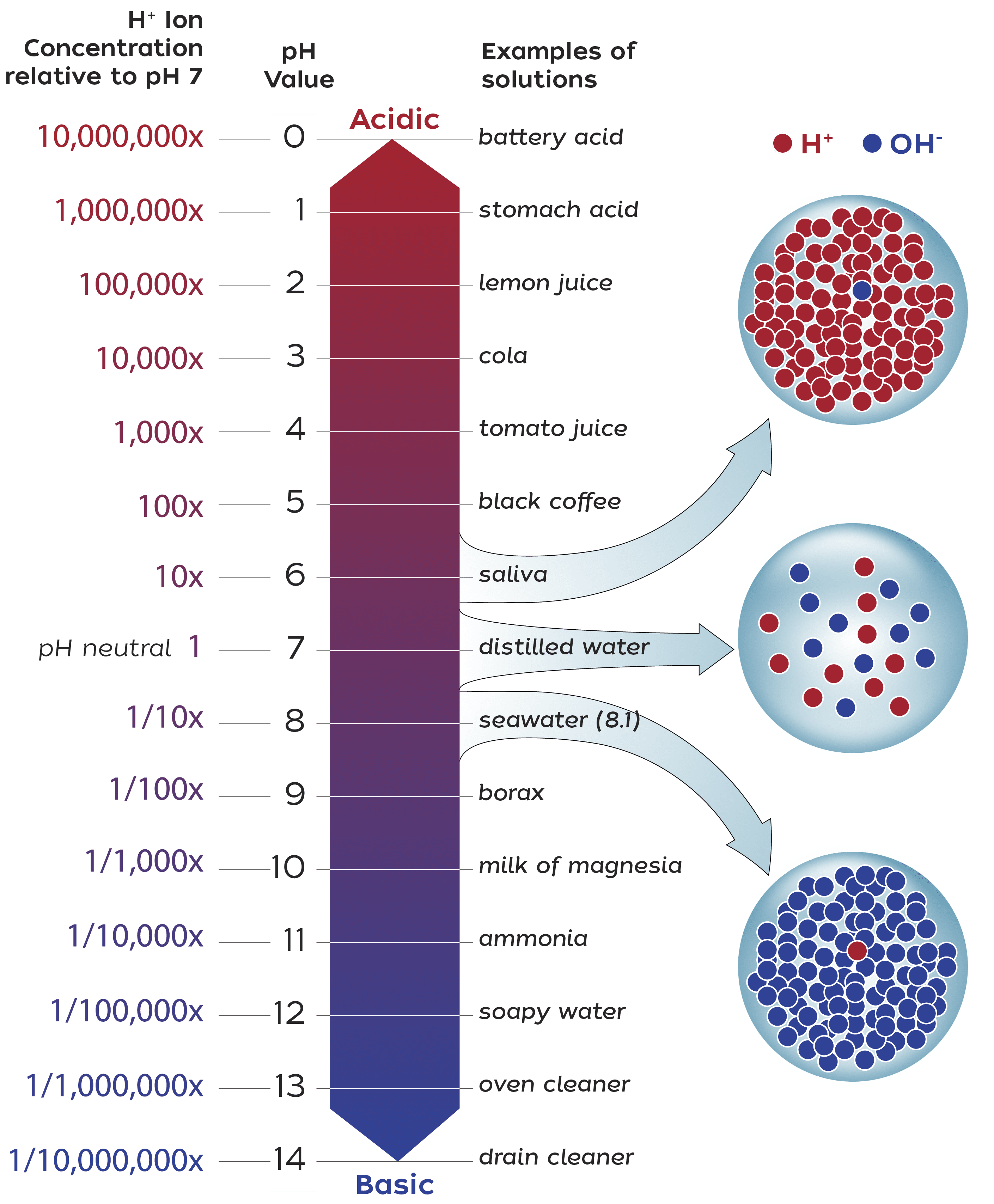 The pH scale, shown here, indicates the concentration of hydrogen ions (H+) in a liquid. Above pH7, a fluid is alkaline; below 7, it is acidic. Seawater is slightly alkaline, but has become more acidic in recent years due to increasing carbon dioxide in the atmosphere. Because the pH scale is logarithmic, a small change in pH represents a big change in relative acidity, which can have devastating effects on organisms that use calcium carbonate to build shells, spines, or other hard structures. Many scientists at WHOI are working to understand how ocean acidification affects marine organisms and, ultimately, human communities.
Illustration by Katherine Spencer Joyce, ©Woods Hole Oceanographic Institution