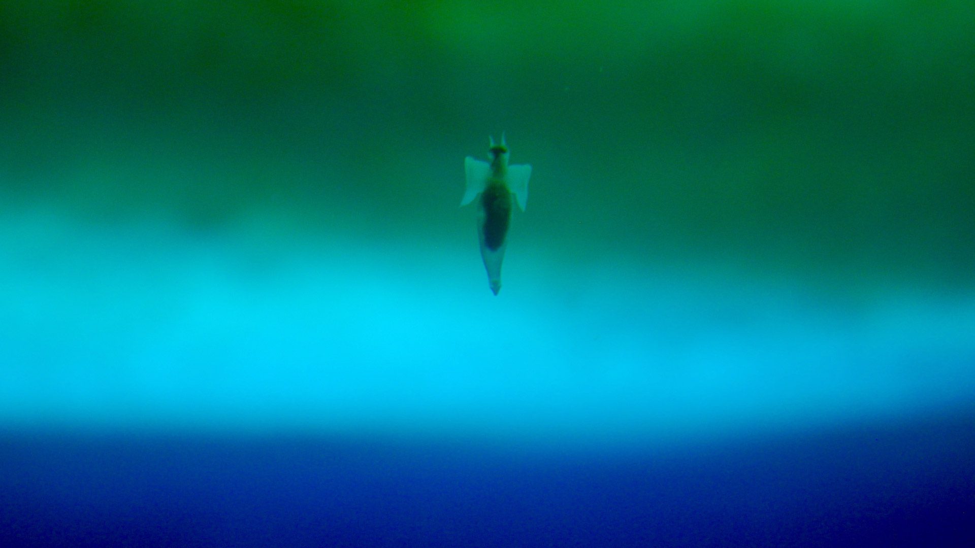 A shell-less pteropod swims under sea ice in Antarctica. Pteropods are small marine snails that use wing-like appendages to "fly" though the water. For that reason, shelled pteropods are commonly called "sea butterflies," while shell-less pteropods are referred to as "sea angels." These delicate animals play an important role in the food web as key prey for many fishes, seabirds, and whales. The shelled variety is under threat from ocean acidification, caused by increasing atmospheric carbon dioxide (CO2). As excess CO2 dissolves into the ocean, it's converted to corrosive carbonic acid, causing problems for marine animals that use calcium carbonate to build shells or skeletons. While acidification won't directly affect shell-less pteropods, it will impact their food supply, since they dine exclusively on their shelled relatives. Photo by Laura Stevens, ©Woods Hole Oceanographic Institution