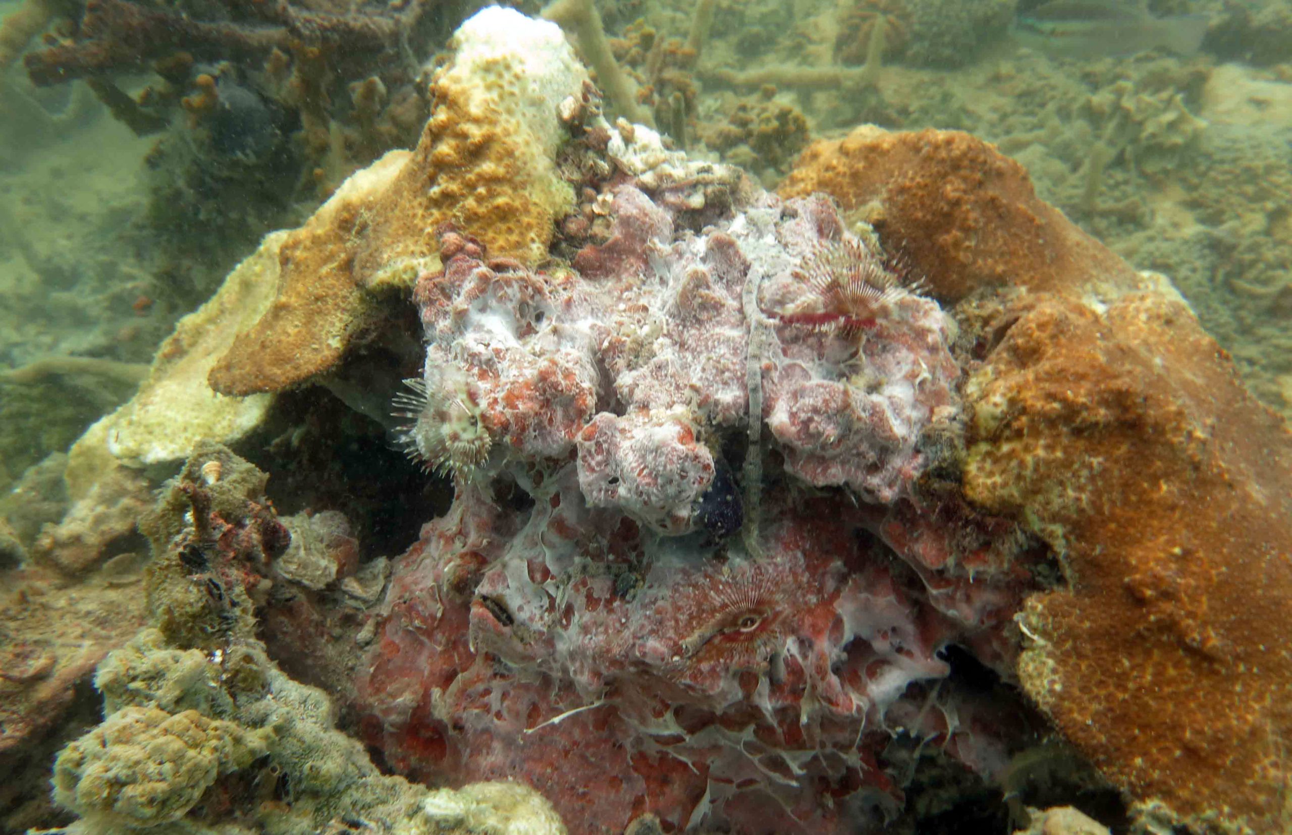 Microbial mats indicate severely low-oxygen conditions at shallow depths on a Panamanian coral reef. (Photo courtesy of Maggie Johnson)