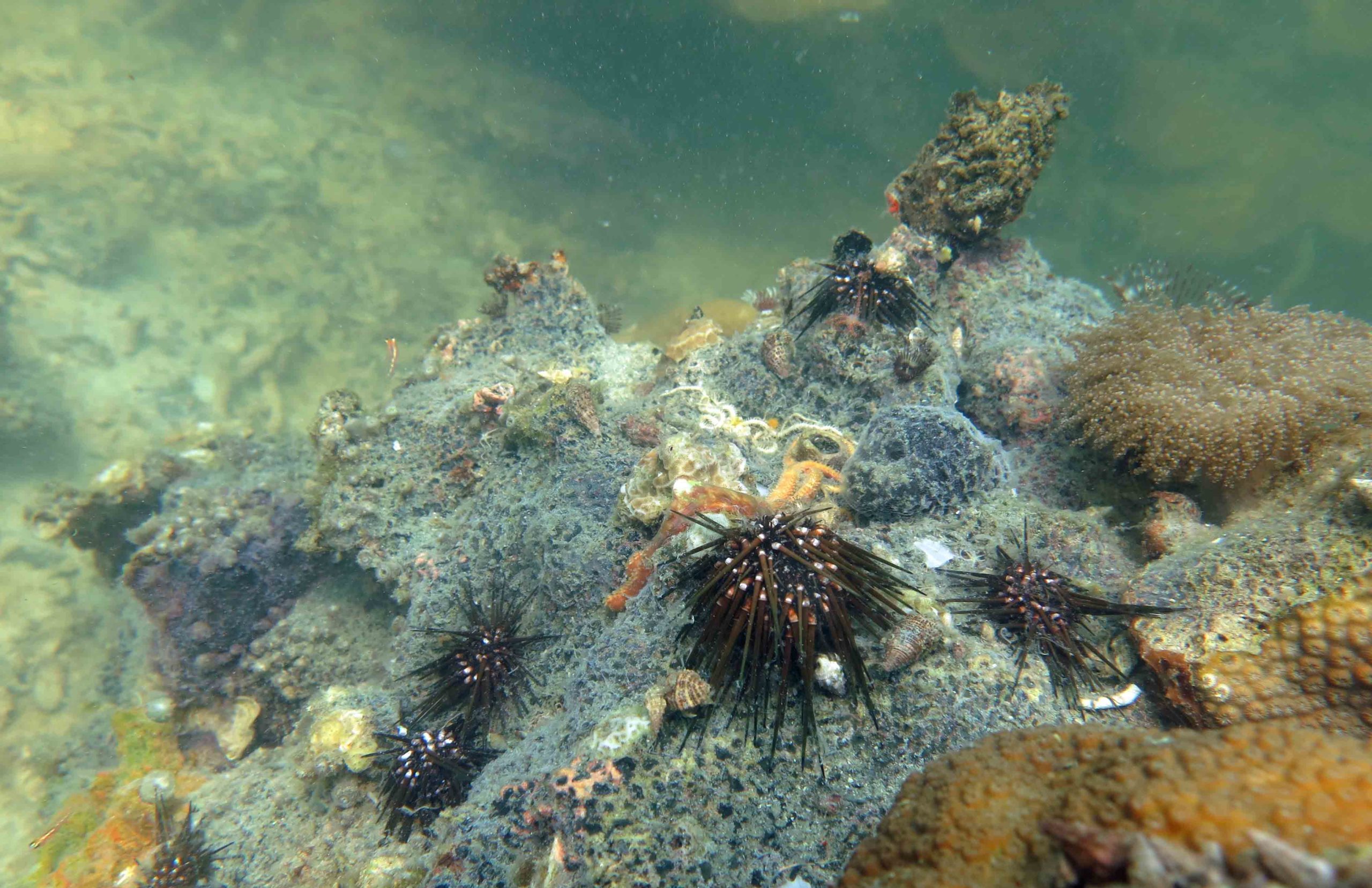 These urchins climbed onto coral in an attempt to reach oxygen. Slow-moving or immobile creatures did not survive the 2017 mass mortality event. (Photo courtesy of Maggie Johnson)
