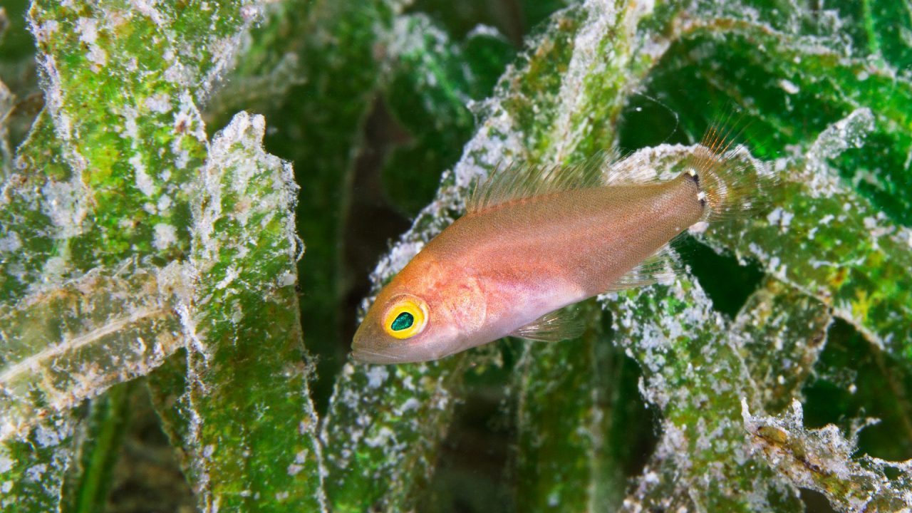 Tracking dispersal of baby fish for better reef conservation