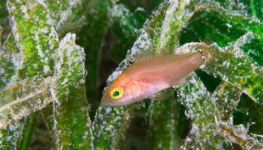 A juvenile hamlet, a kind of seabass, finds refuge among the seagrass along the shores of Lameshur Bay in the U.S. Virgin Islands. (Paul Caiger, © Woods Hole Oceanographic Institution)