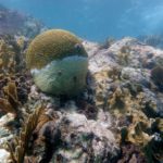 evidence of coral bleaching