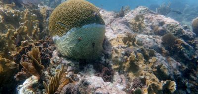 evidence of coral bleaching