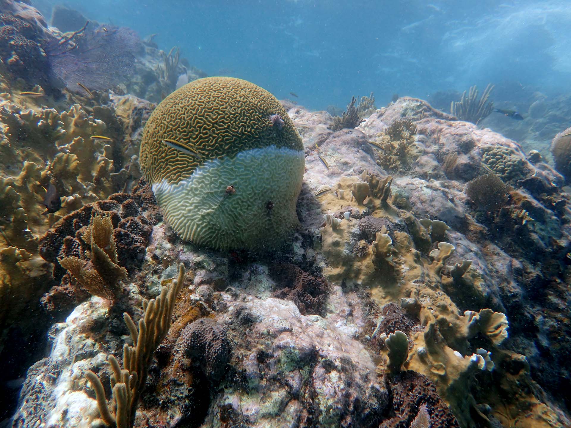 When releasing reef fish, using the right tool with the right technique  makes a difference