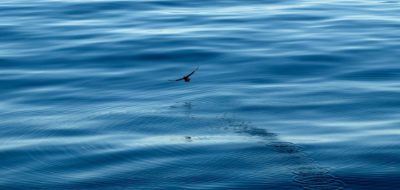 bird over water