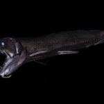 dragonfish