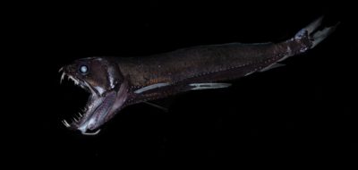 dragonfish