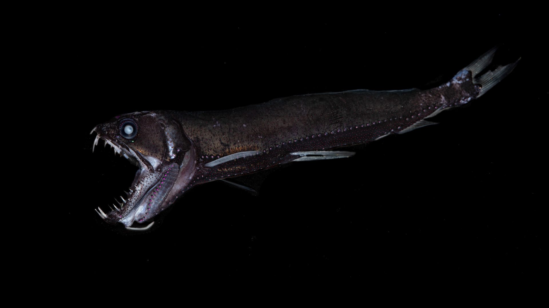 dragonfish