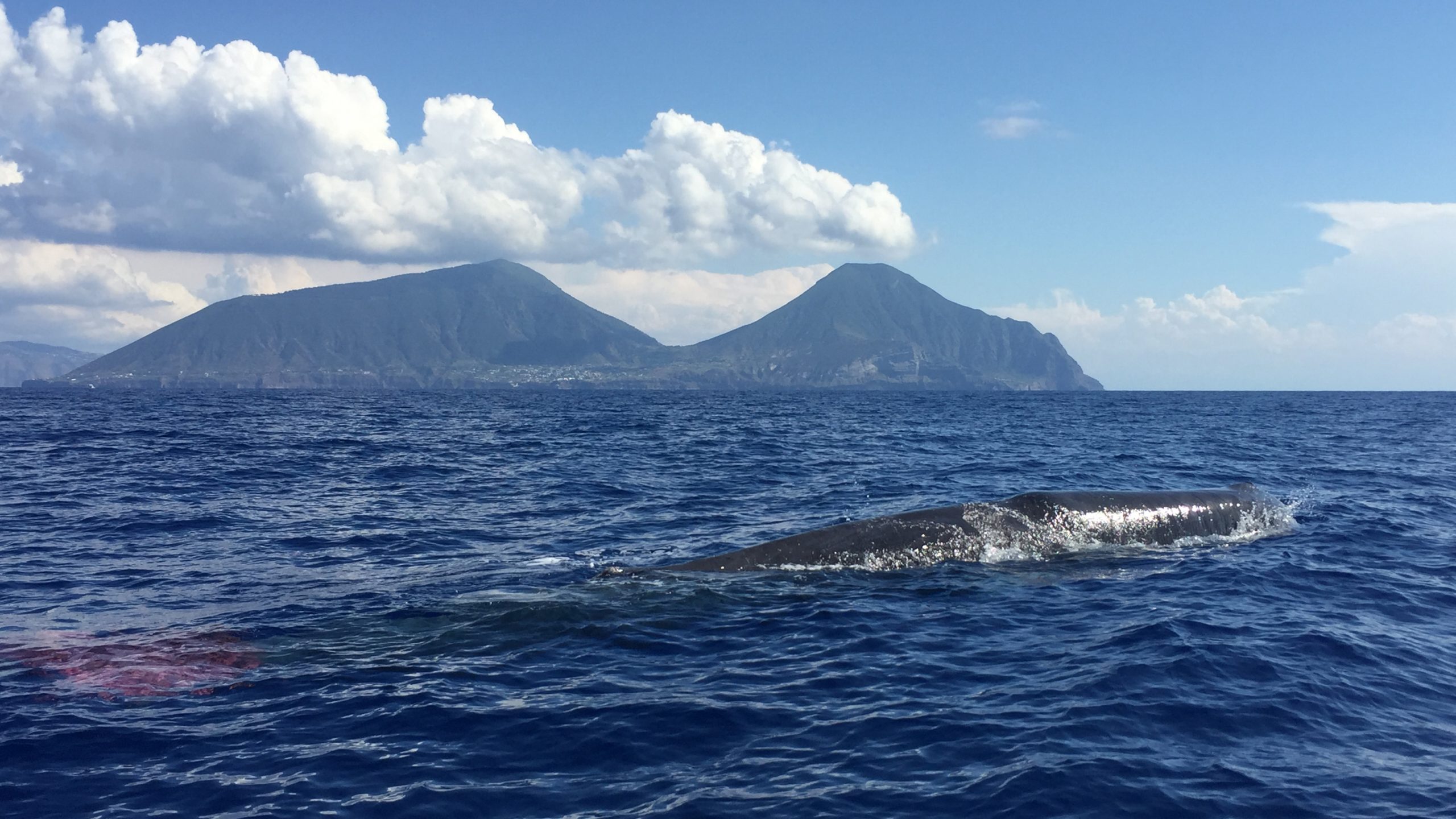 Whale