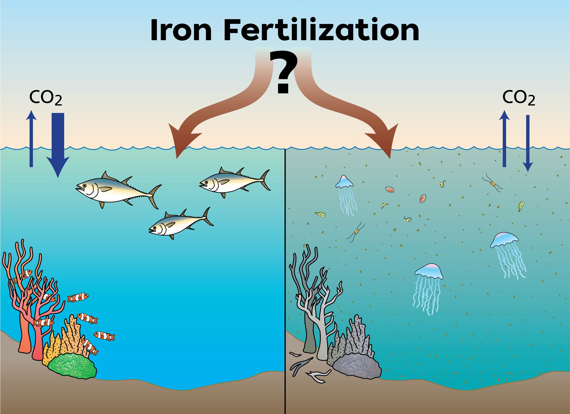 Iron fertilization illustration