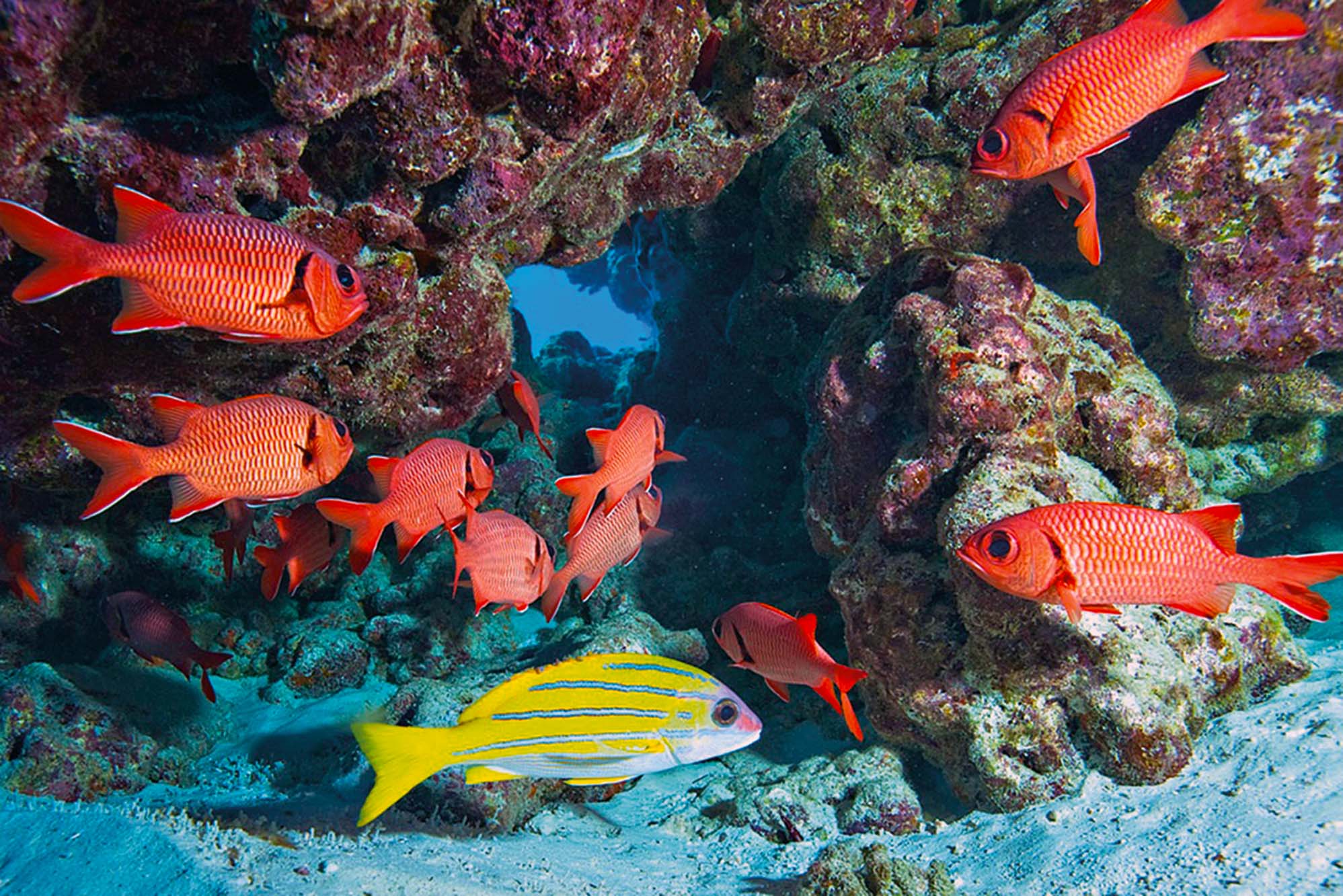Reef Fish - Woods Hole Oceanographic Institution